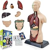 HADWYN 3D Assembled Human Anatomy Model Skeleton, Interactive Scientific Kit for Kids, Educational Science Model, Living Room Decor