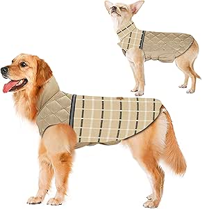 abrigo burberry perro