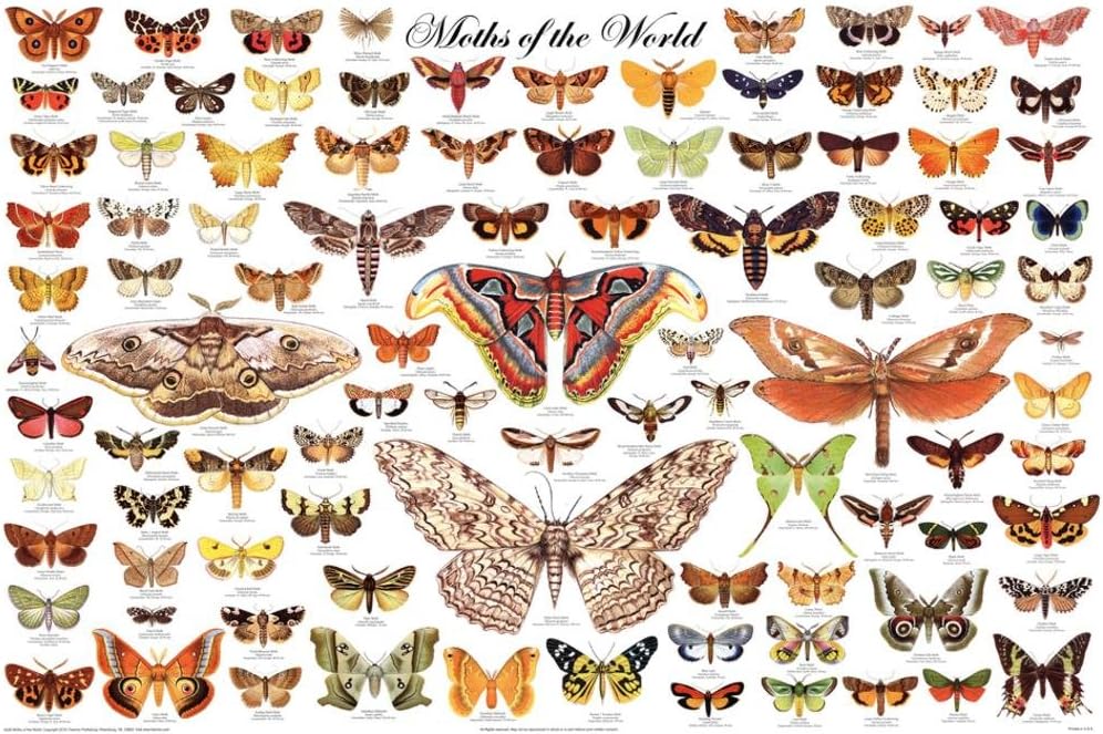 Pictures Of Different Moths