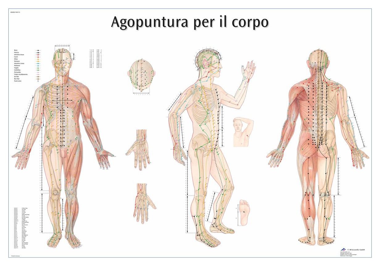 3B Scientific VR4820UU Anatomical Chart "Agopuntura por Il Corpo", Paper Version