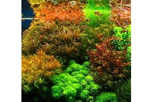 Pellia Java Aquarium Seeds for Live Fish Moss Fern Aquarium Plant Decoration Ornament 100pcs/bag : Package Contain Seeds