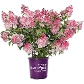 First Editions 2 Gal. Hydrangea Spring Sizzle Shrub