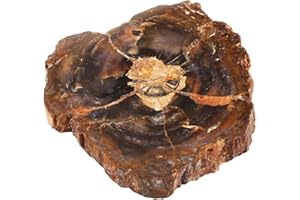 rockcloud 3.3-5" Natural Irregular Petrified Wood Stones Coaster Cup Mat Chakra Healing Stone Specimen 1 PC
