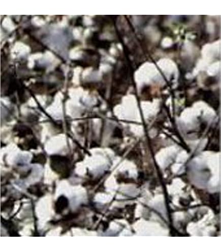 liquorice plant seeds Licorice, American