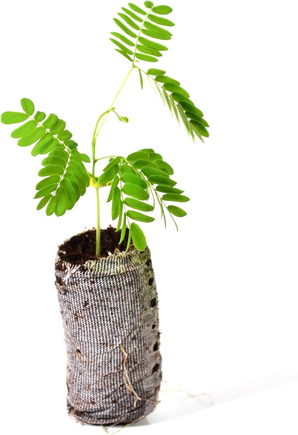 TreesAgain Lot of 3 Mimosa Tree