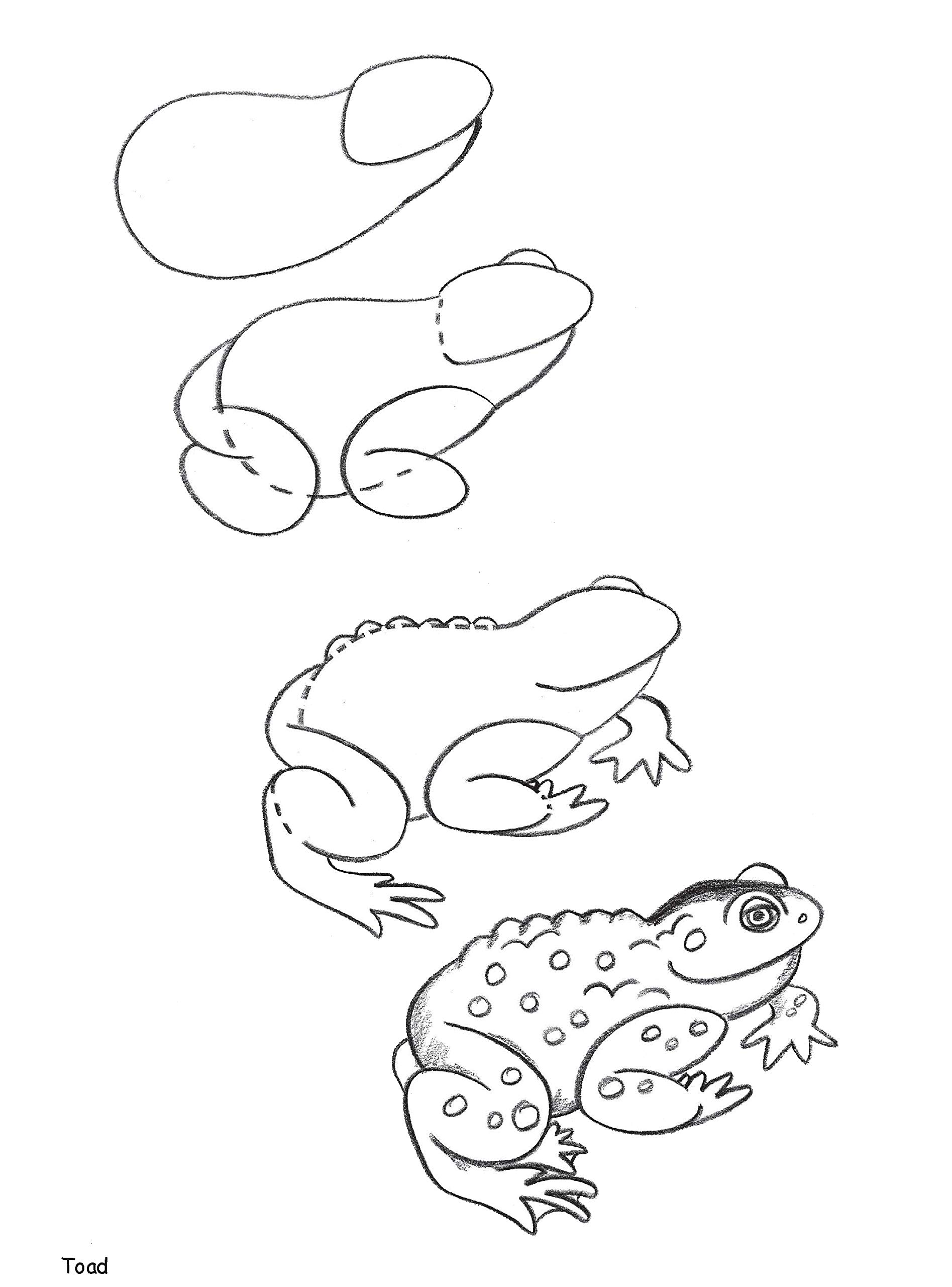 How To Draw Forest Animals Dover How To Draw Barbara Soloff