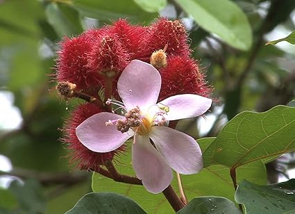 Portal Cool Bixa Orellana | achiote | Rossetto Albero | Annatto | Paprika | 20_Seeds: Amazon.it: Giardino e giardinaggio