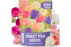 EQUSYM 600+ Count Sweet Pea Seeds – Fragrant Flower Seeds, Easy to Grow with High Germination, Colorful Flowering Vines for Trellis, Garden Beds, Balcony, and Patio Planter
