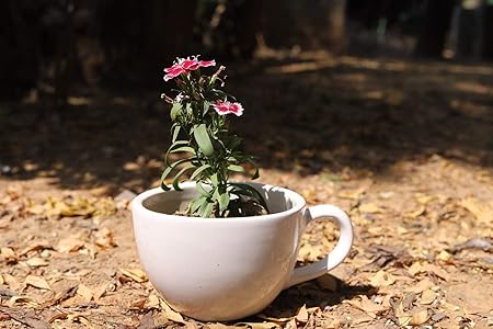 Lyallpur Stores Ceramic Planter Pot Cup Shape - Medium (White Color, 10 cm) Plant Not Included