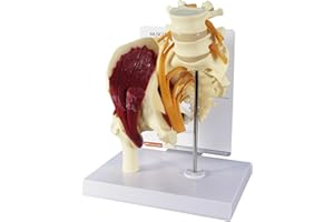 GPI Anatomicals - Muscled Hip Model, Replica of Right Hip Joint with Sciatic Nerve and Muscles for Human Anatomy and Physiology Education, Anatomy Model for Doctor's Office, Medical Learning Resources