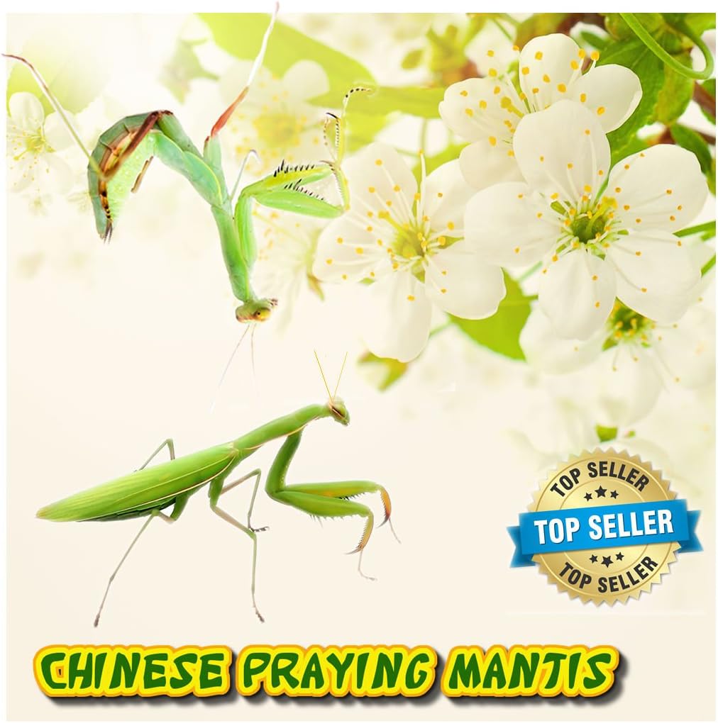 Insectsales.com (Live) Chinese Praying Mantis Nymph - (Educational) (FedEx - 2 Day Express)
