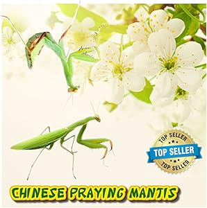 Insectsales.com (Live) Chinese Praying Mantis Nymph - (Educational) (FedEx - 2 Day Express)