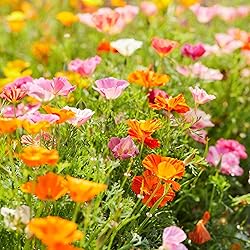 Eden Brothers California Poppy Seeds - Mission