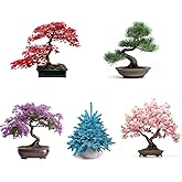 Bonsai Seeds Combo - Jacaranda, Red Maple, Sakura, Blue Spruce, Black Pine (10 Seeds Each), Non-GMO Heirloom Bonsai Seed for