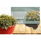 Outsidepride Toothache Plant Seeds - 5000 Pcs. Perennial, Easy to Grow &amp; Pollinator Friendly, Herb Seeds for Planting Ornamental, Pompom-Shaped Yellow Blooms for Culinary Creations &amp; Herb Gardens