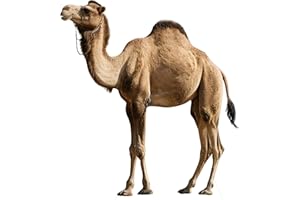 DP BOUTIQUE Nativity Camel 4FT Life Size Cardboard Cutout, Christmas Nativity Scene Decoration, Safari Theme Standup, Animal Photo Prop for Xmas, Holy Family Christian Party & VBS Supplies, 1 PC