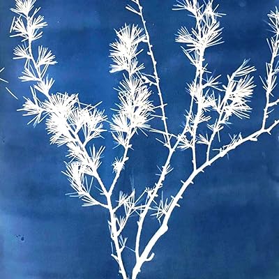 AVA Prime Sunprint Cyanotype Paper, Nature Printing Kit,8.2'' x 11.4'' A4 12-Sheets Sun Activated (1# White Back)
