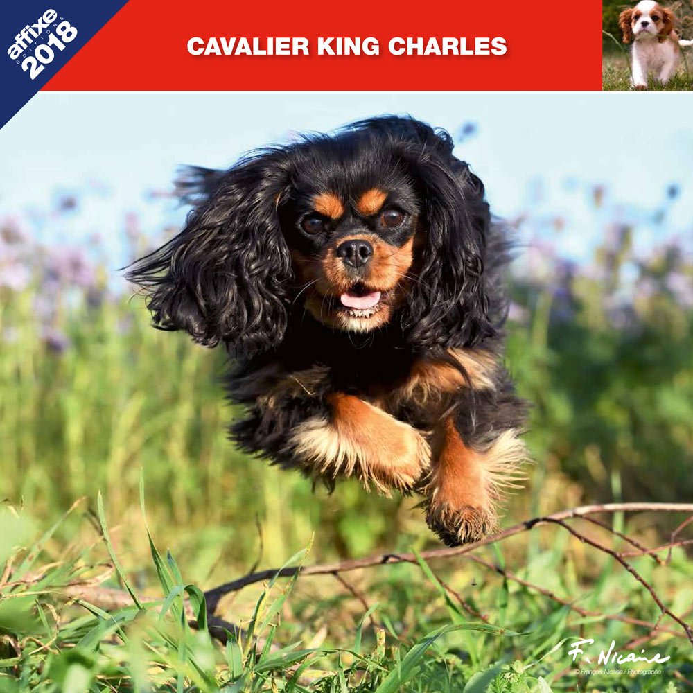 CAVALIER KING CHARLES 2018 - CALENDRIER AFFIXE (KING CHARLES SPANIEL)