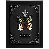 Real Butterfly Framed Butterfly Taxidermy
