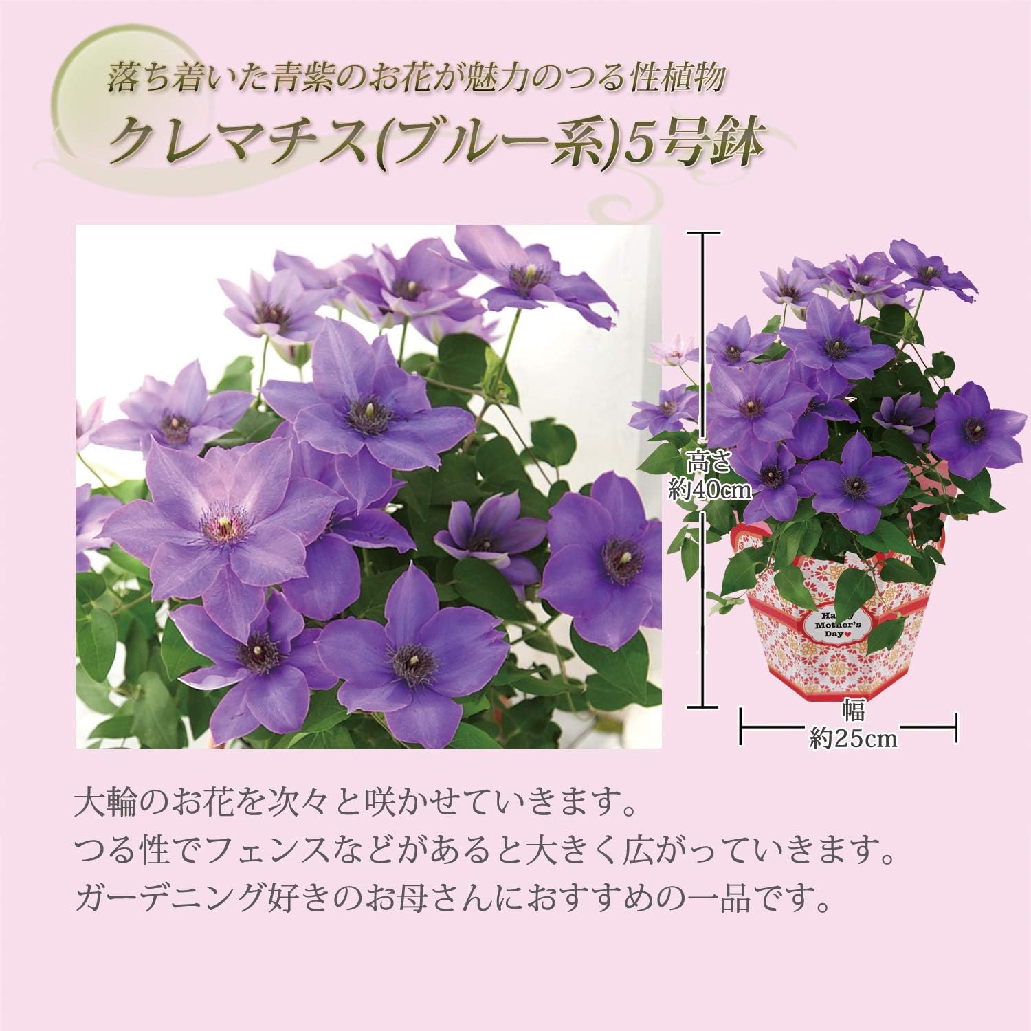 Amazon 花のギフト社 母の日 クレマチス てっせん 鉢植え 鉢花 プレゼント 花 鉢 フラワーギフト ブルー 花のギフト社 Hana No Gift Sha 観葉植物 通販