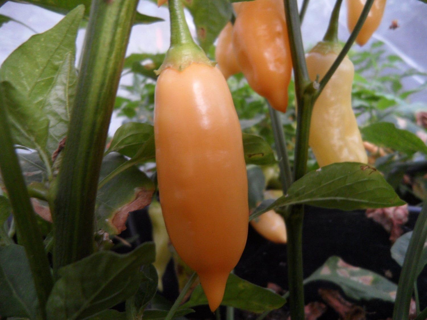 Aji Pontarou