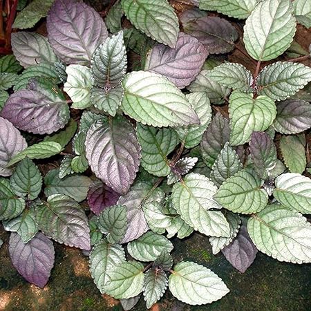Aiden Gardens Rare Hemigraphis alternata Red Flame ivy waffle plant Red Ivy Murikooty 1 Healthy Live Plants on Poly Bag