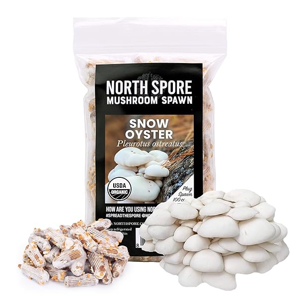 NORTH SPORE ORGANIC SNOW OYSTER (100 CT) MUSHROOM PLUGS FOR LOGS | PREMIUM QUALITY MUSHROOM PLUG SPAWN | HANDMADE IN MAINE, USA | GROW GOURMET MUSHROOMS OUTDOORS ON LOGS