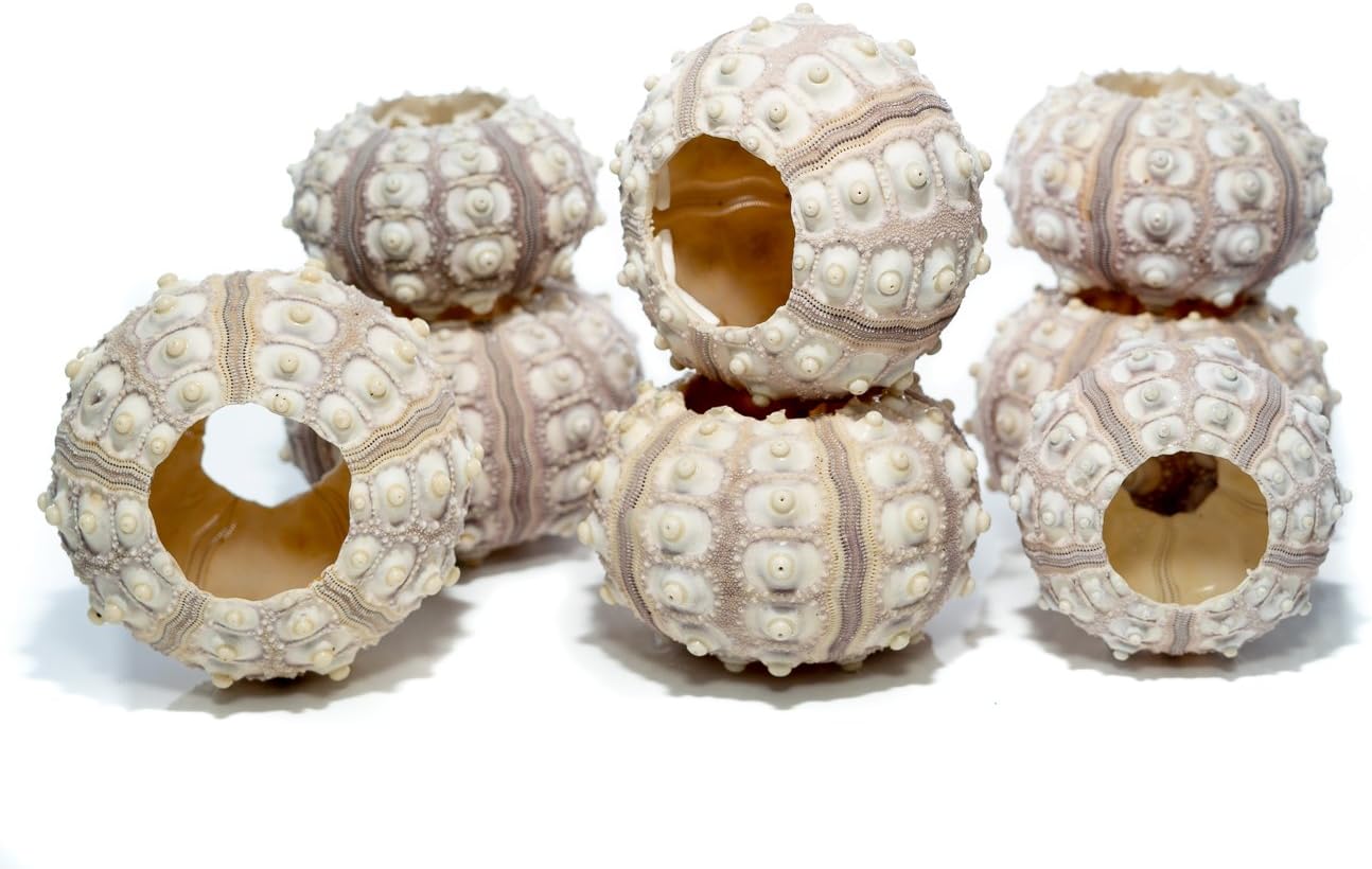 Nautical Crush Trading Seeigel 8 Sputnik Seeigel Shell 8 Lila