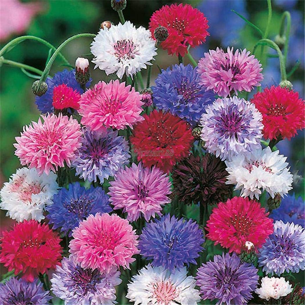 Portal Cool 250 Verbena â€˜Ideal Florist Mixâ€ Flower Seeds Verbena Hybrida