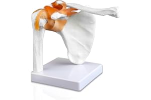 Walter Products B10227 Shoulder Joint Model, Life Size, 4.5" Height, 7" Wide, 8" Length