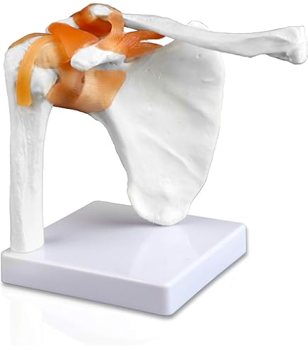 LIFE SIZE ELBOW Joint Anatomical Model Skeleton - Human Medical Anatomy - View #5