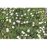 No Mow Flowering Lawn Grass Seed - 1/4 Pound