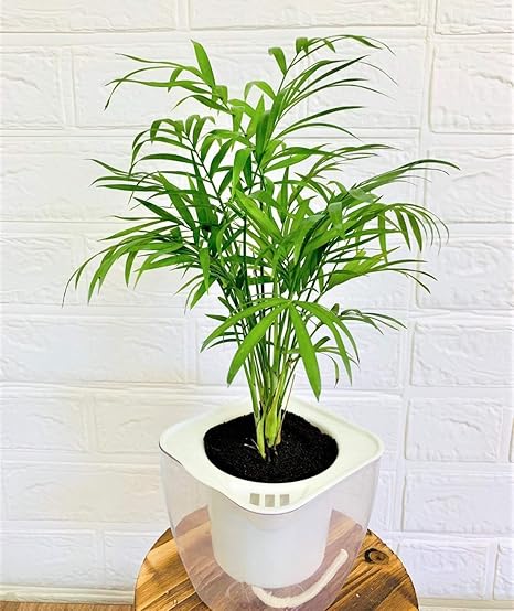 Amazon Co Jp ミドリエ デザイン シリーズ お手入れ簡単 底面給水ポット 土を超える土壌 パフカル 3号 観葉植物 Easy Pot A テーブルヤシ ホーム キッチン