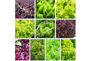 10 Variety Salad Greens Lettuce Seeds, Heirloom Vegetable Seeds for Planting Indoors and Outdoor, Buttercrunch, Romaine, Iceb