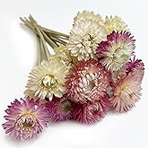 L'BREVOGA Dried Flower Bouquets, 16 pcs 100% Natural Daisy Strawflower for Decoration Home Party - Pink & White