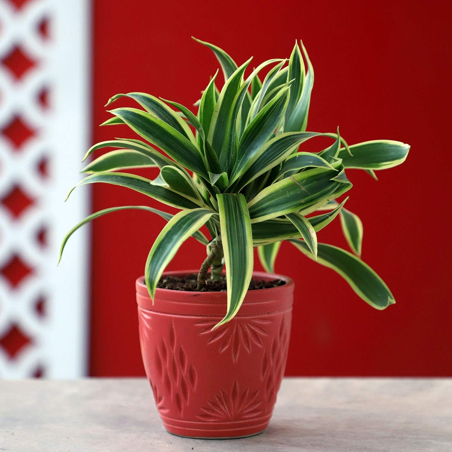 Ferns 'N' Petals Song Of India Plant In Red Ceramic Pot 4.5 X 4 Inches