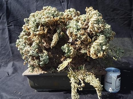 Amazon 春を待つ岩松 イワヒバ 45ｘ35ｘ37 セール第2弾 2 21 3 11 観葉植物 オンライン通販