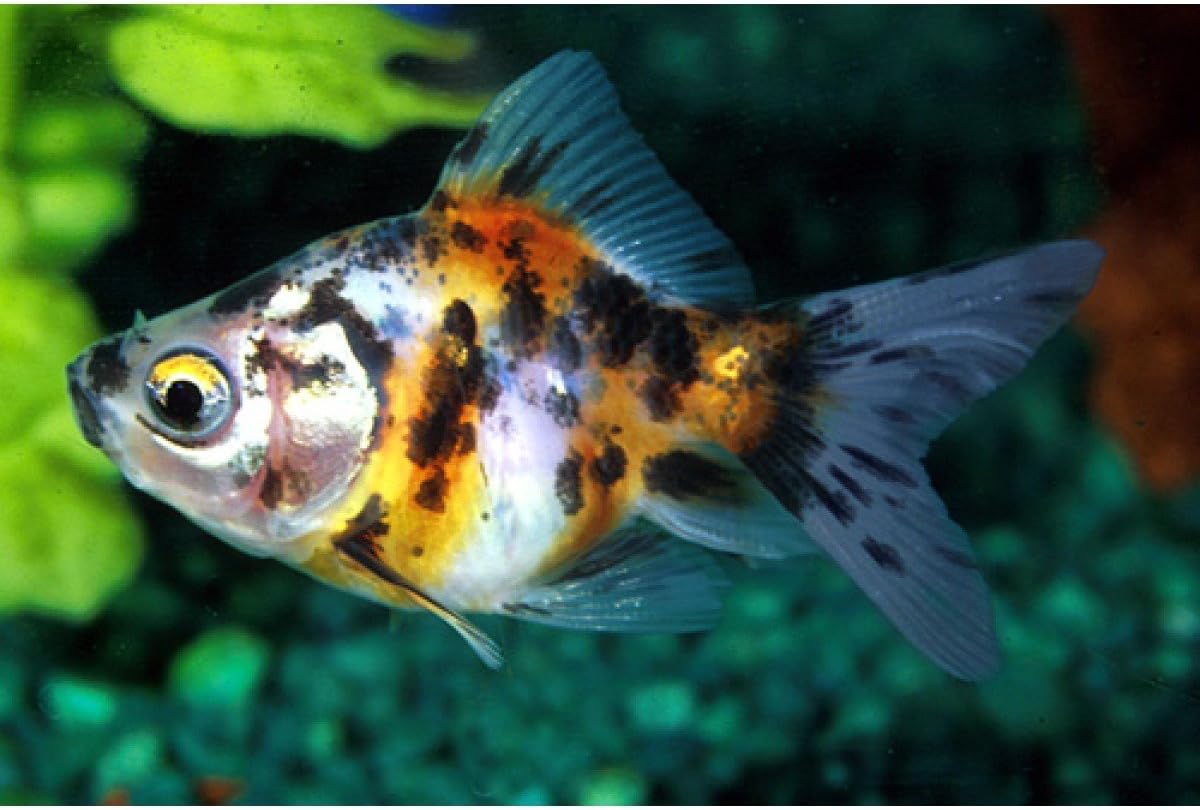 Live Goldfish - 30 Lot Assorted 2-3" Calico Fantail Goldfish by Chalily