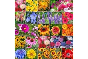 Eden Brothers Burst of Bloom Wildflower Mixed Seeds for Planting, 1/4 lb, 120,000+ Seeds with Cosmos, Black Eyed Susan | Attracts Pollinators, Plant in Spring or Fall, Zones 3, 4, 5, 6, 7, 8, 9, 10