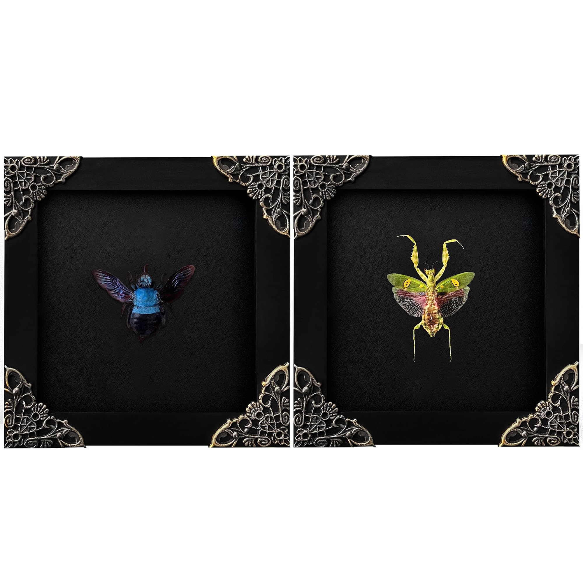 2 Real Green Mantis Blue Bee Frames Dead Insect