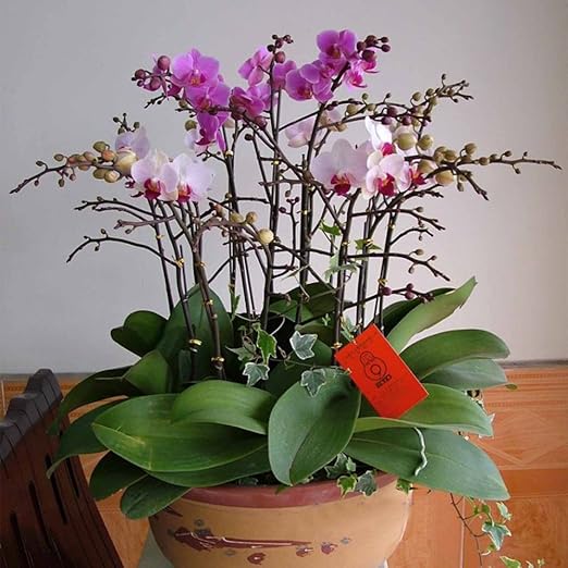 Fuanxi Farfalla Orchidea Semi 20pcs Orchidea Fiori Per Bonsai Balcone Giardino Amazon It Giardino E Giardinaggio