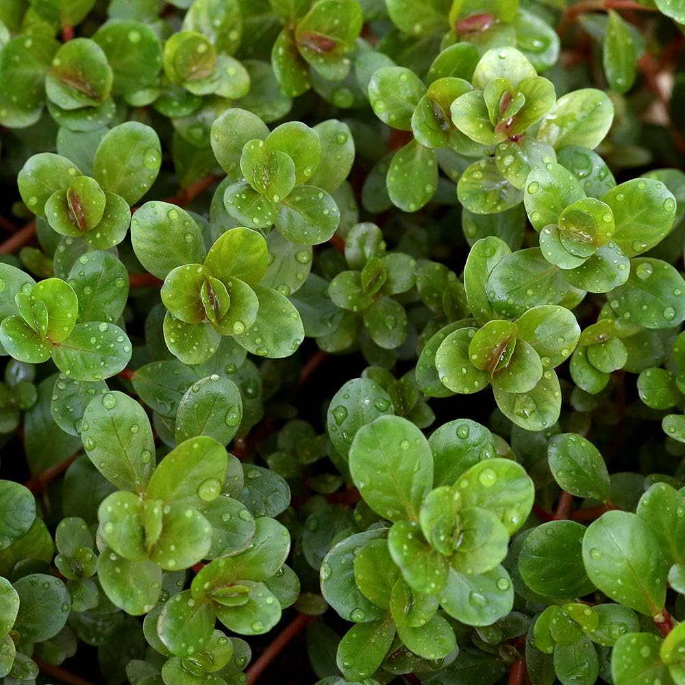 水草 ロタラ ロトンディフォリア ベトナム ｈ ｒａ 水上葉 無農薬 ５本 北海道航空便要保温 Charm チャーム 生体水草 通販 Amazon
