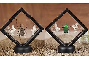 VINATIMES 2 Real Beetle Green Bug Insect Frame Taxidermy Dried Specimen Entomology Curiosities Shadow Box Display Oddity Gift Hanging Display Table Decor PL-5281