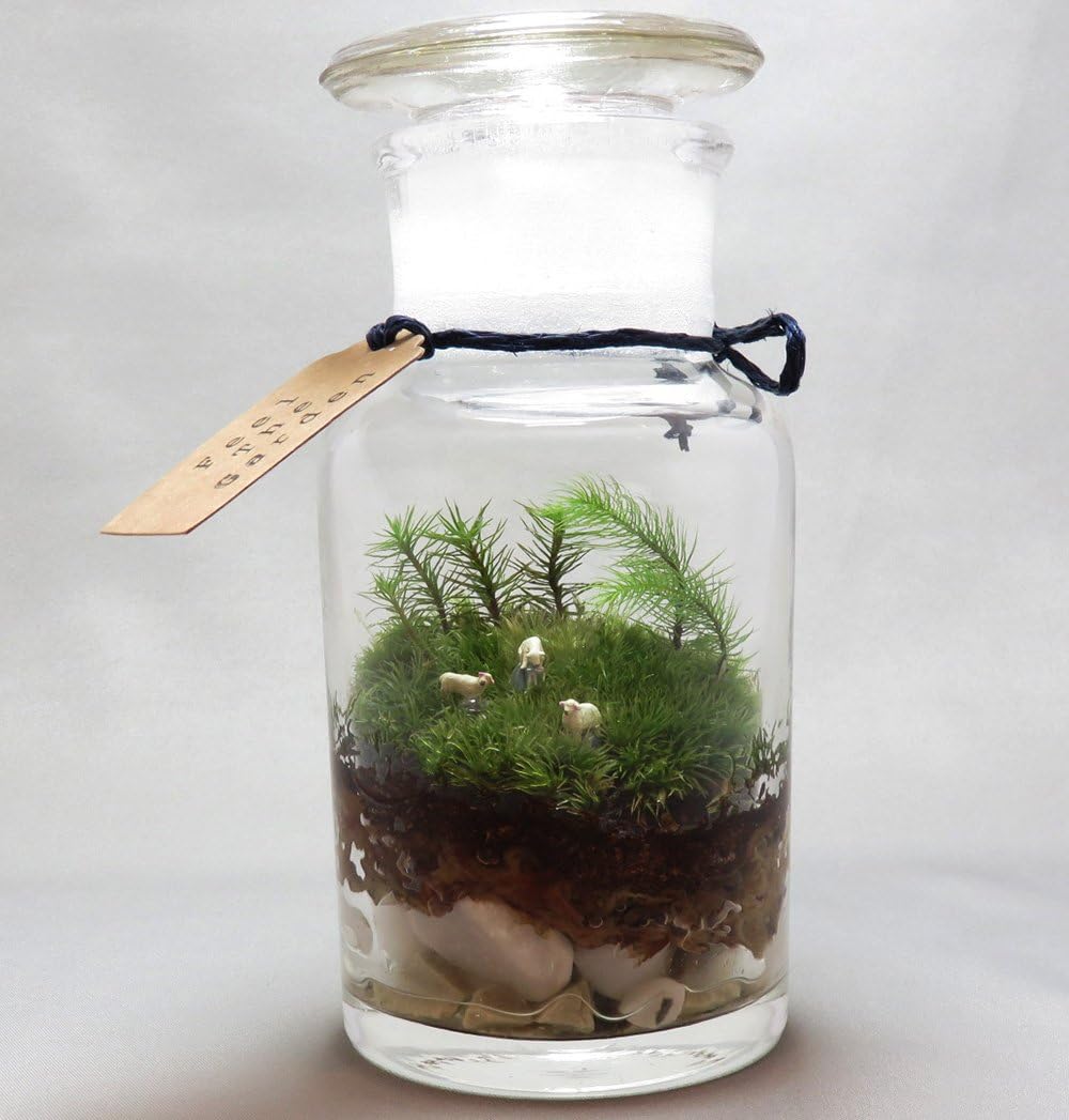 Amazon 苔のテラリウム 薬瓶 羊のいる風景 観葉植物 オンライン通販 Amazon 苔のテラリウム 薬瓶 羊のいる風景 観葉植物 オンライン通販