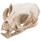 Amosfun Halloween Animal Scary Skeleton Props Resin