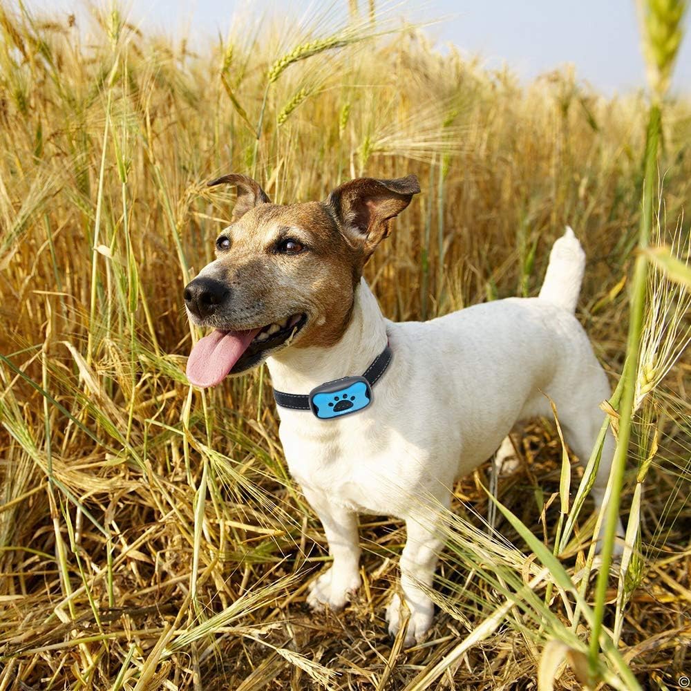 top rated shock collars for large dogs