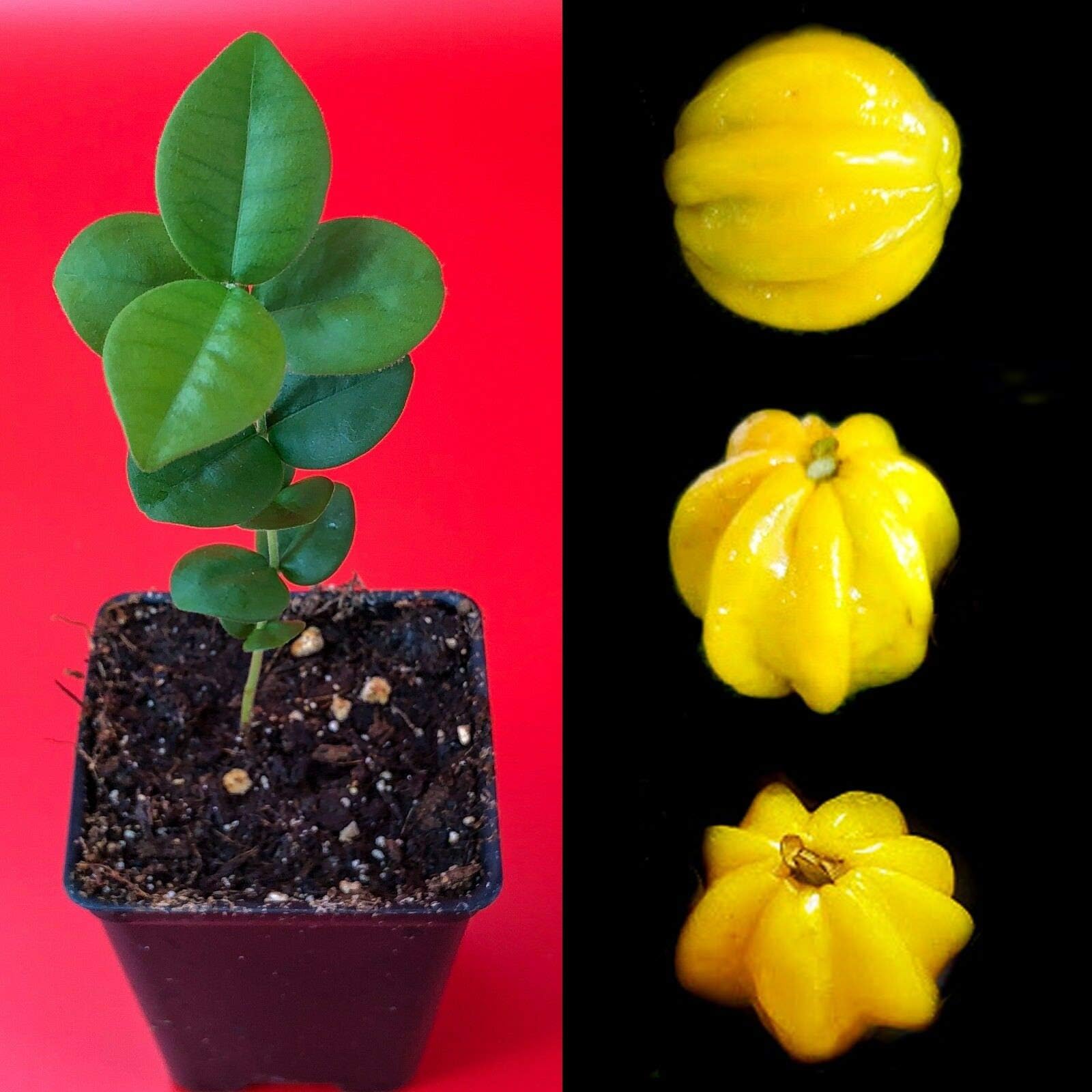 Pitangatuba Star Cherry Eugenia Selloi neonitida Fruit Tree Plant