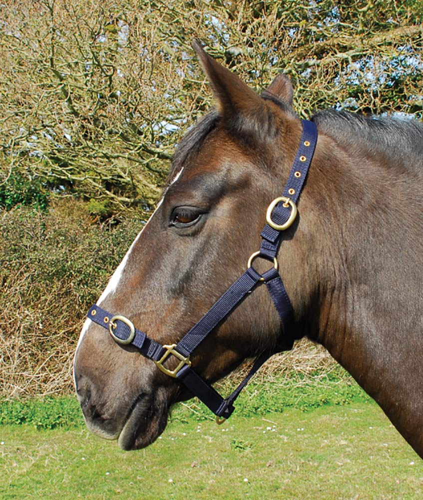 Rhinegold Shetland Nylon Head Collar, Navy