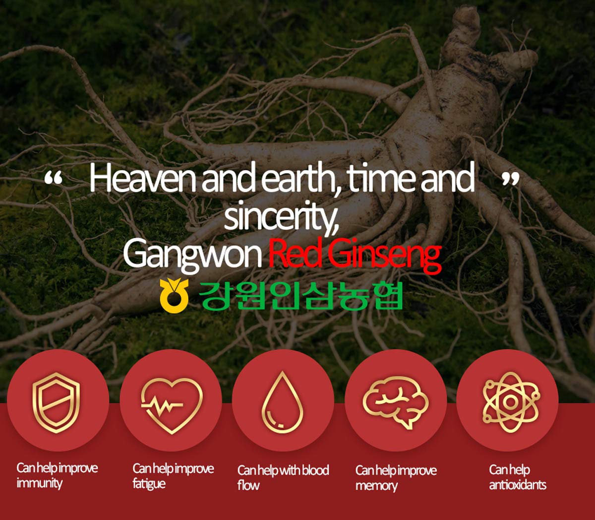 Gangwoninsam] Korean Red Ginseng Extract Gold 500g / 17.63 fl. oz – Contains 100% Pure Korean 6-Year-Old Red Ginseng Root Extract