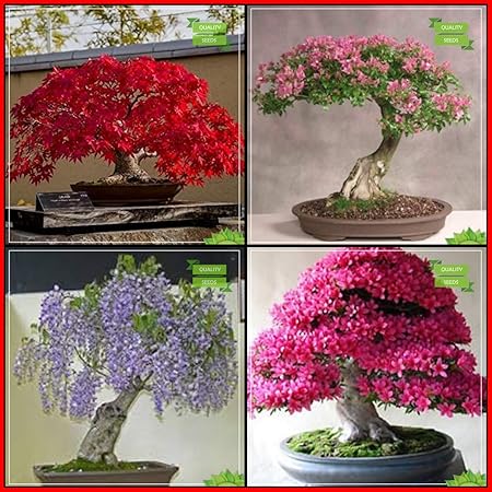 Creative Farmer Buy Seeds Combo Bonsai Suitable Tree : Japanese Maple, Pink Siris, Chinese Wisteria, Azalea Bonsai Suitable Tree Fruit Seeds For Home Garden